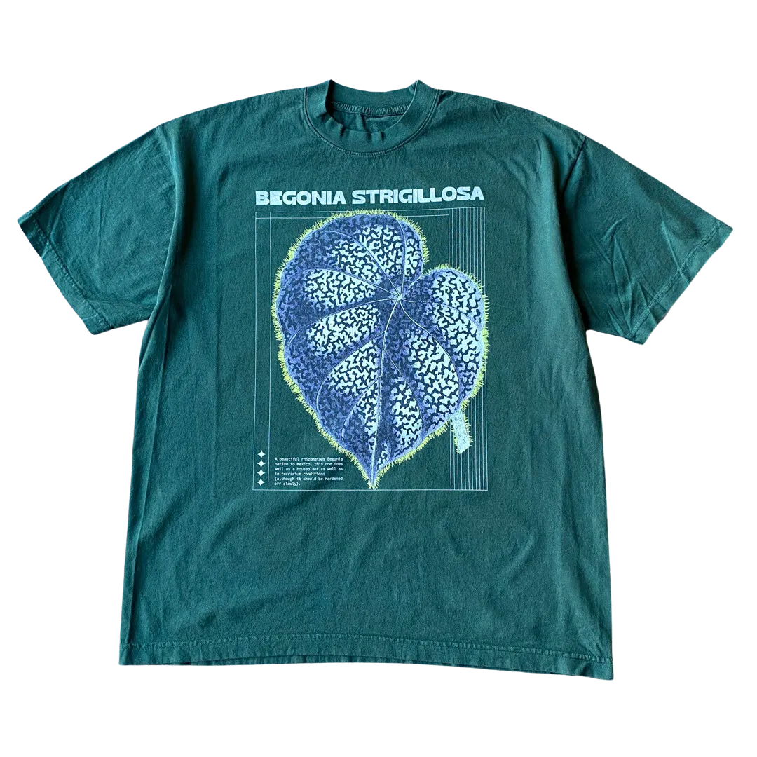 Begonia Strigillosa Tee