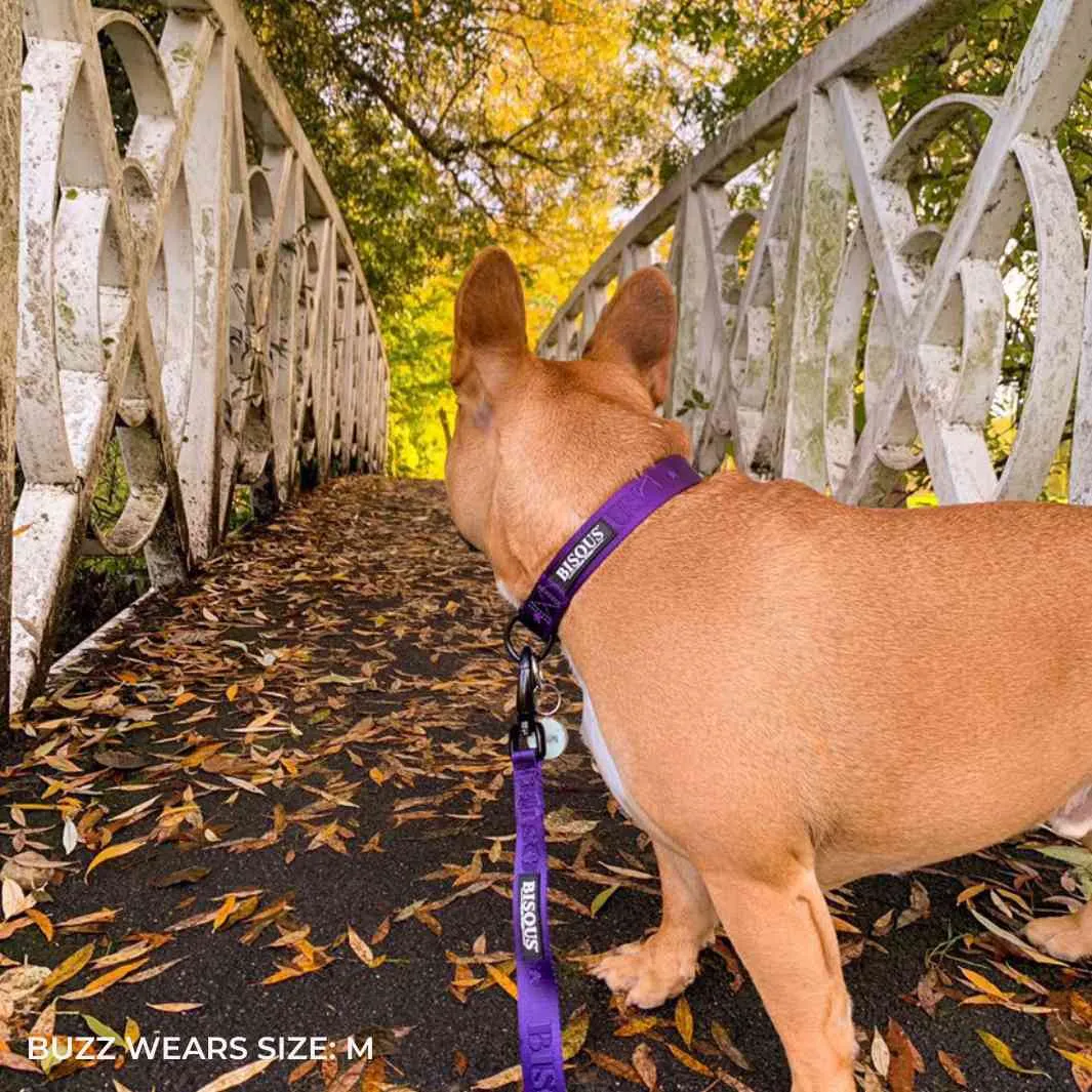 Classic Dog Collar | Purple