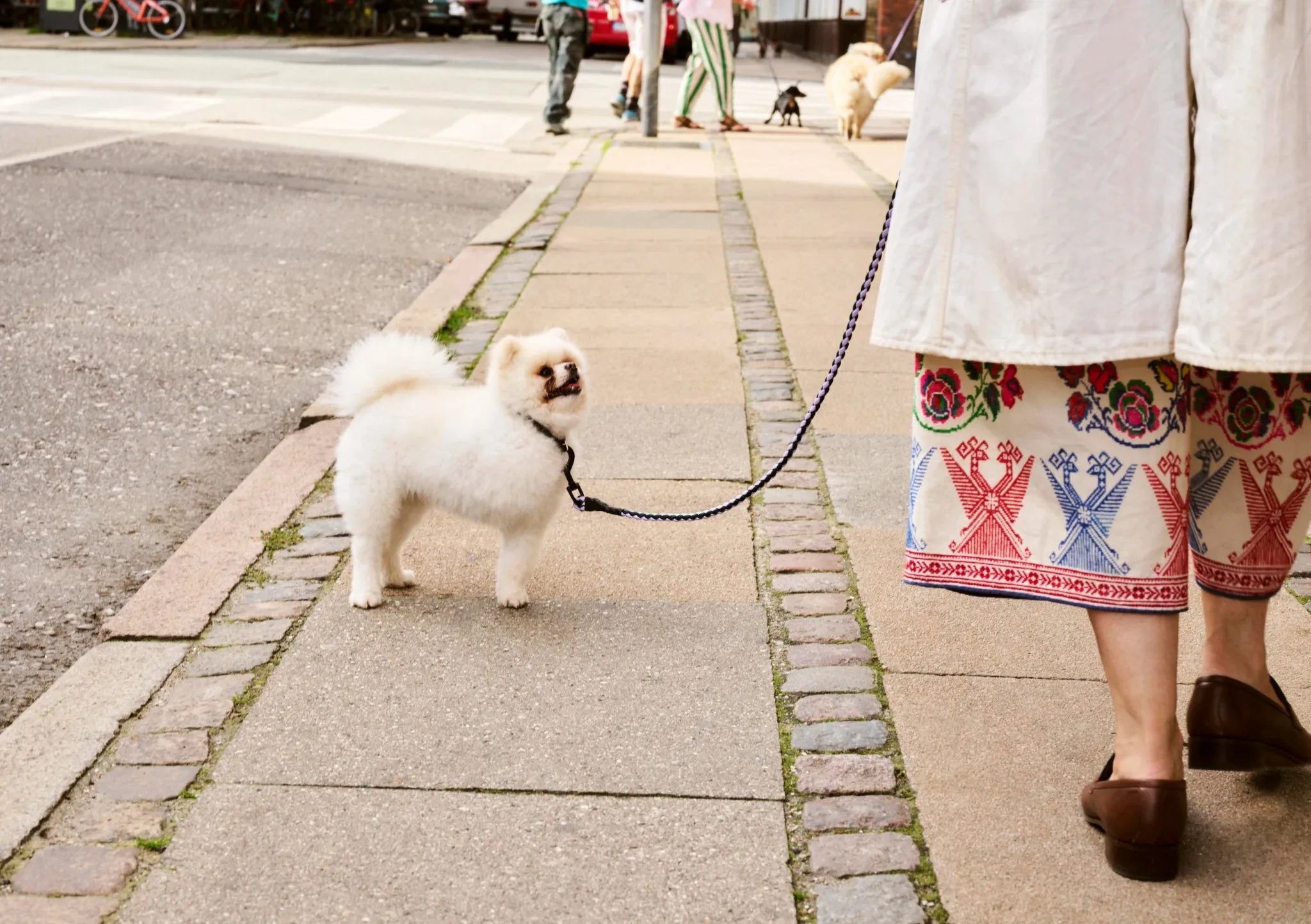 Dog Collar - Flat | by HAY